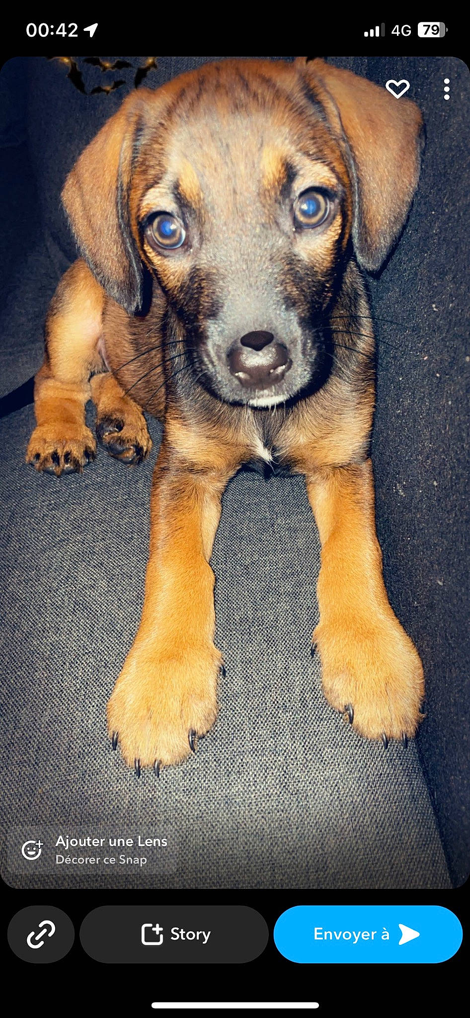 Nala participe au concours pour gagner de l'argent avec cette photo : canidae, carnivore, companion_dog, dog, dog_breed, fawn, fur, guard_dog, hunting_dog, liver, paw, pet_supply, snout, sporting_group, terrestrial_animal, whiskers, working_animal, working_dog