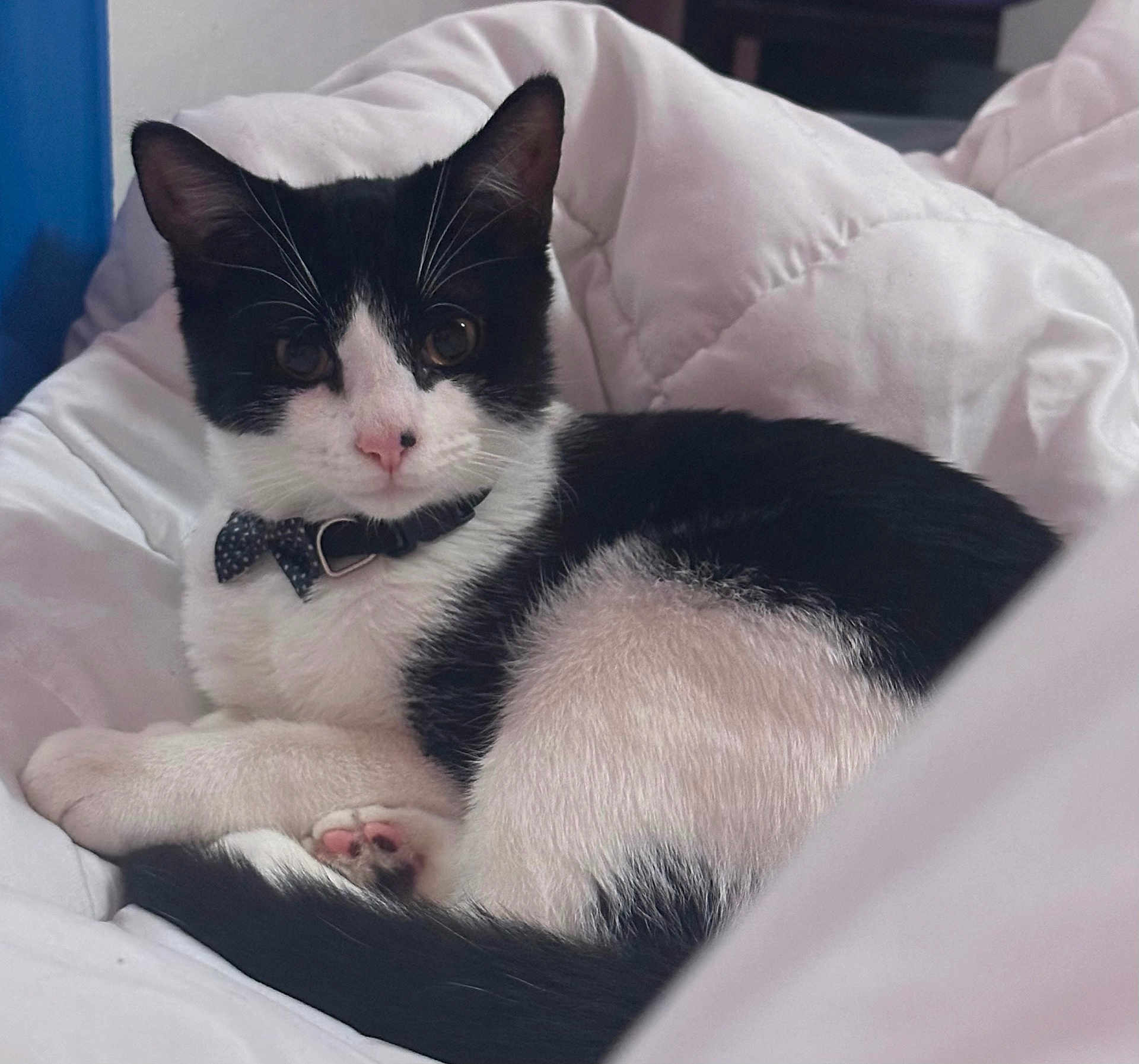 Oreo
