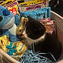Oreo joined the competition — help win amazing prizes! kitten, cat, basket, plush_toy, chocolate_bunny, cat_toys, blue_paper, stuffed_animal, black_and_white, pet, cute, indoor, small_animal, feline, toy_packaging, easter_theme, playful, soft_toys, gift_basket, cozy