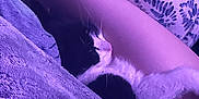 Oreo joined the competition — help win amazing prizes! kitten, cat, arm, blanket, purple_light, sleeping, soft_texture, person, patterned_fabric, cozy, indoor, closeup, pet, resting, feline, comfort, animal, small, black_and_white, nighttime