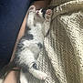 kitten, cat, black_and_white, paw, blanket, knitted, cozy, sleeping, arm, couch, furry, pet, resting, indoor, cute, relaxing, animal, soft, comfort, feline