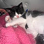 Oreo joined the competition — help win amazing prizes! kitten, cat, black_and_white, pink_blanket, sleepy, paw, stretching, feline, pet, indoor, cozy, tufted_background, soft_texture, hand, resting, cute, animal, fur, closeup, domestic