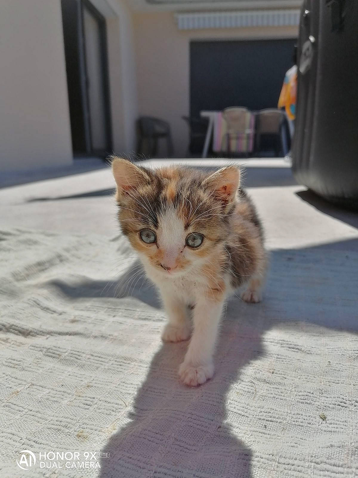 Roxie participe au concours pour gagner de l'argent avec cette photo : carnivore, cat, claw, domestic_short_haired_cat, door, fawn, felidae, flooring, fur, paw, picture_frame, road_surface, sitting, small_to_medium_sized_cats, snout, street, tail, terrestrial_animal, whiskers, window