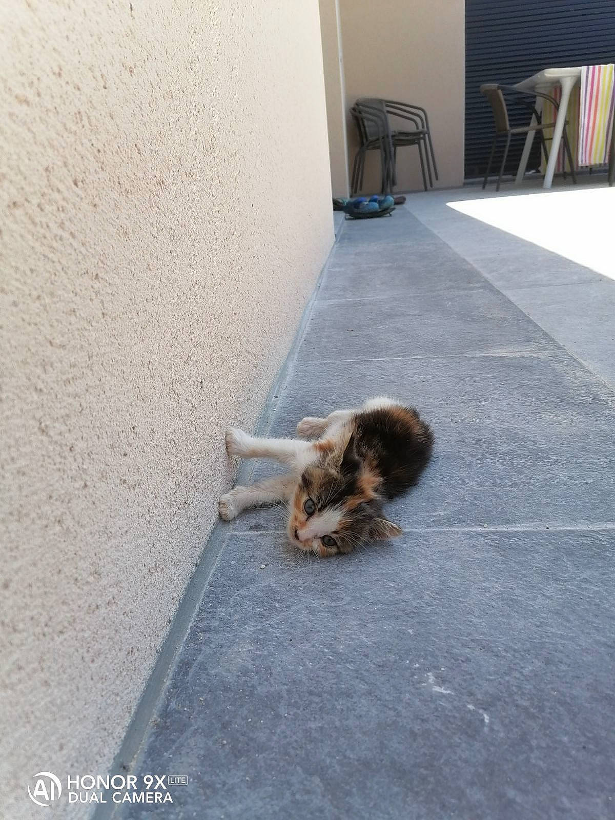 Roxie participe au concours pour gagner de l'argent avec cette photo : asphalt, carnivore, cat, chair, companion_dog, concrete, dog_breed, fawn, felidae, floor, flooring, fur, grey, road_surface, sidewalk, small_to_medium_sized_cats, snout, tail, whiskers, wood