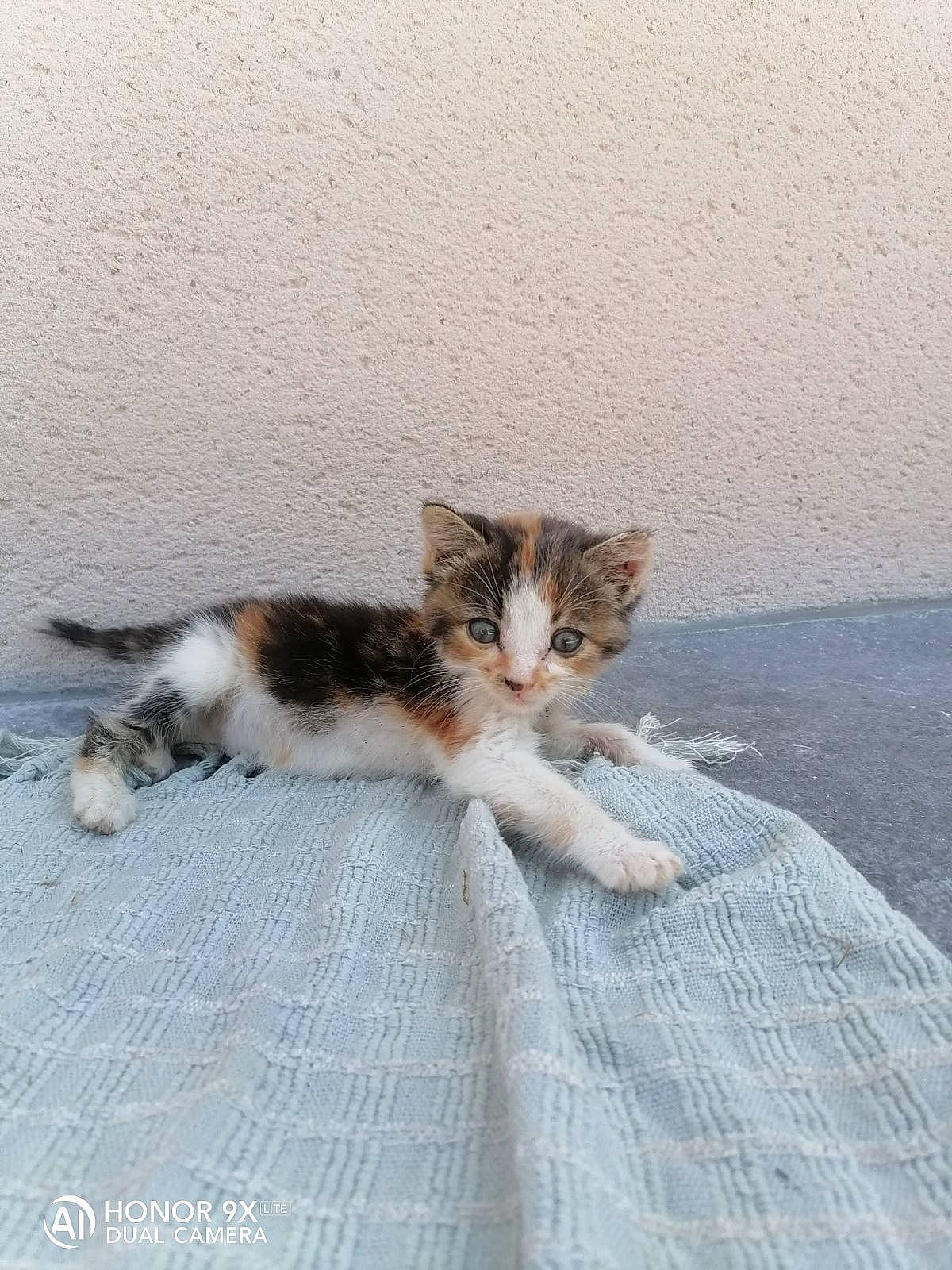 Roxie a rejoint le concours — aidez-le/la à gagner de superbes lots ! carnivore, cat, claw, comfort, domestic_short_haired_cat, felidae, flooring, fur, hardwood, paw, sitting, small_to_medium_sized_cats, snout, tail, terrestrial_animal, whiskers, wood