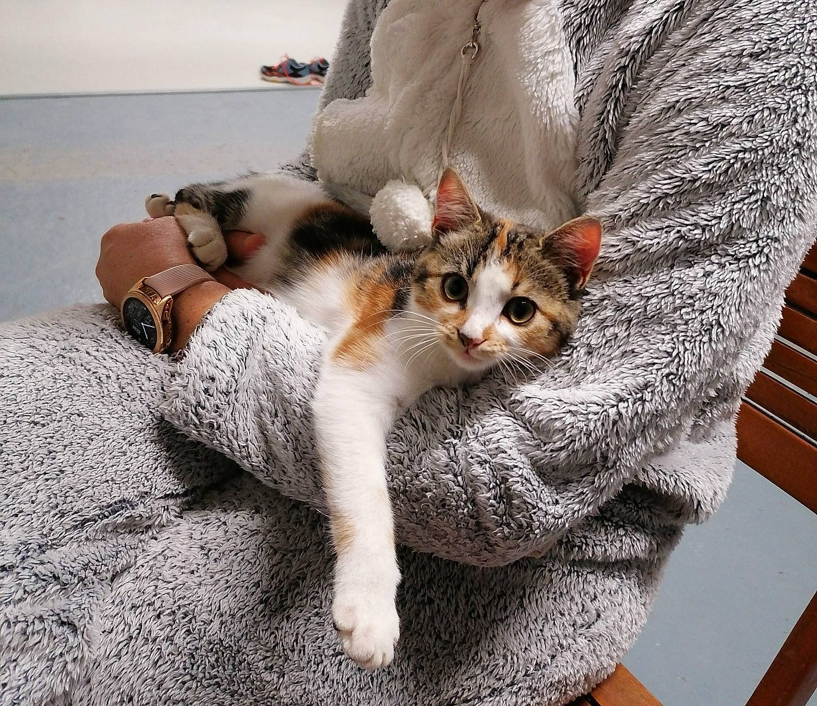 Roxie participe au concours pour gagner de l'argent avec cette photo : bed, bedding, carnivore, cat, chair, comfort, couch, domestic_short_haired_cat, fawn, felidae, fur, grey, human_leg, linens, paw, sitting, small_to_medium_sized_cats, tail, whiskers, wood