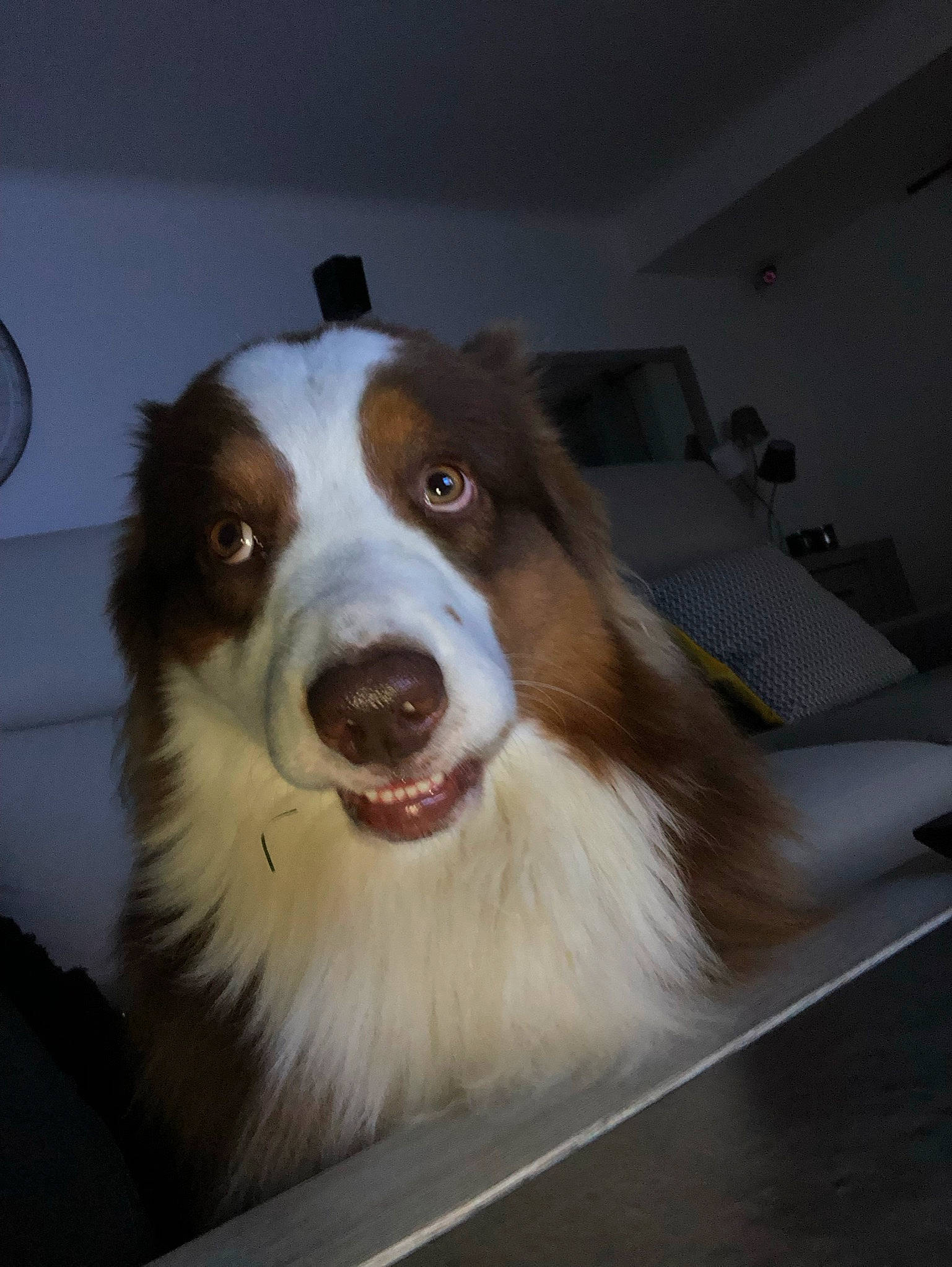 Pops participe au concours pour gagner de l'argent avec cette photo : australian_collie, border_collie, canidae, carnivore, companion_dog, dog, dog_breed, door, fang, fur, herding_dog, jaw, plant, smile, snout, sporting_group, terrestrial_animal, whiskers, window, working_dog
