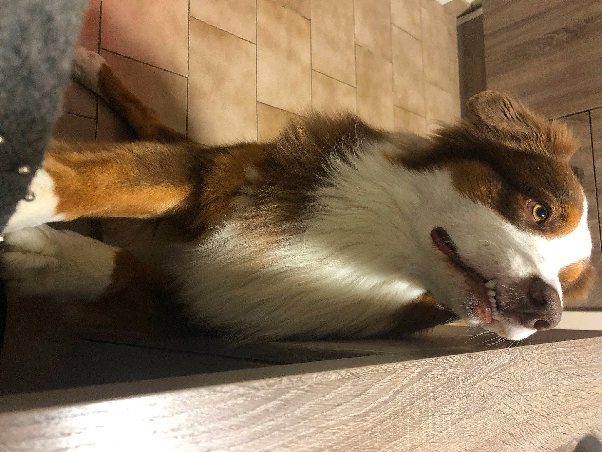 Pops a rejoint le concours — aidez-le/la à gagner de superbes lots ! carnivore, cat, claw, comfort, companion_dog, dog_breed, domestic_short_haired_cat, ear, fawn, felidae, flooring, fur, hardwood, paw, small_to_medium_sized_cats, snout, tail, terrestrial_animal, whiskers, wood