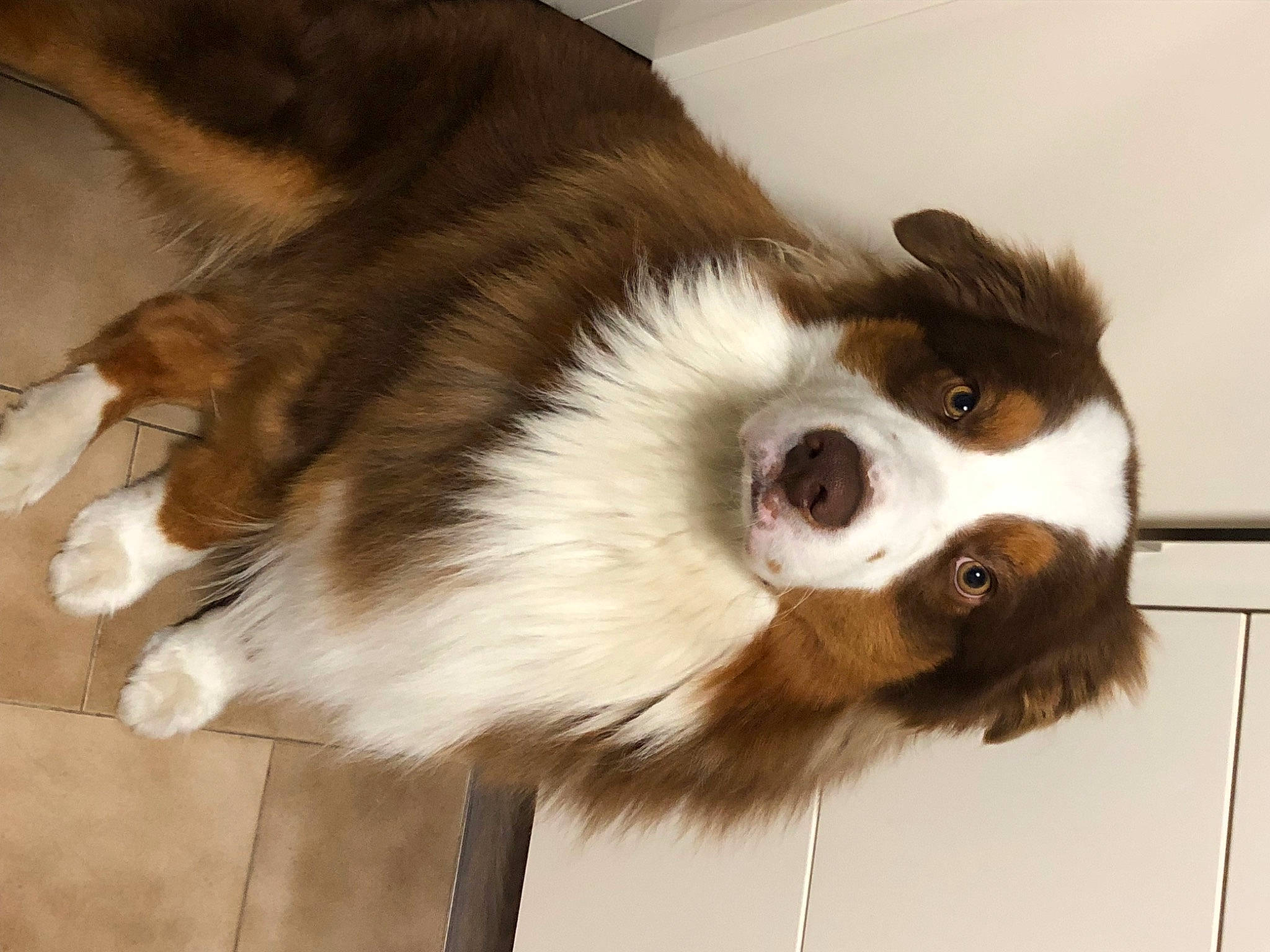 Pops participe au concours pour gagner de l'argent avec cette photo : bored, canidae, carnivore, companion_dog, dog, dog_breed, ear, fur, herding_dog, jaw, liver, snout, sporting_group, terrestrial_animal, whiskers, wood, working_animal, working_dog