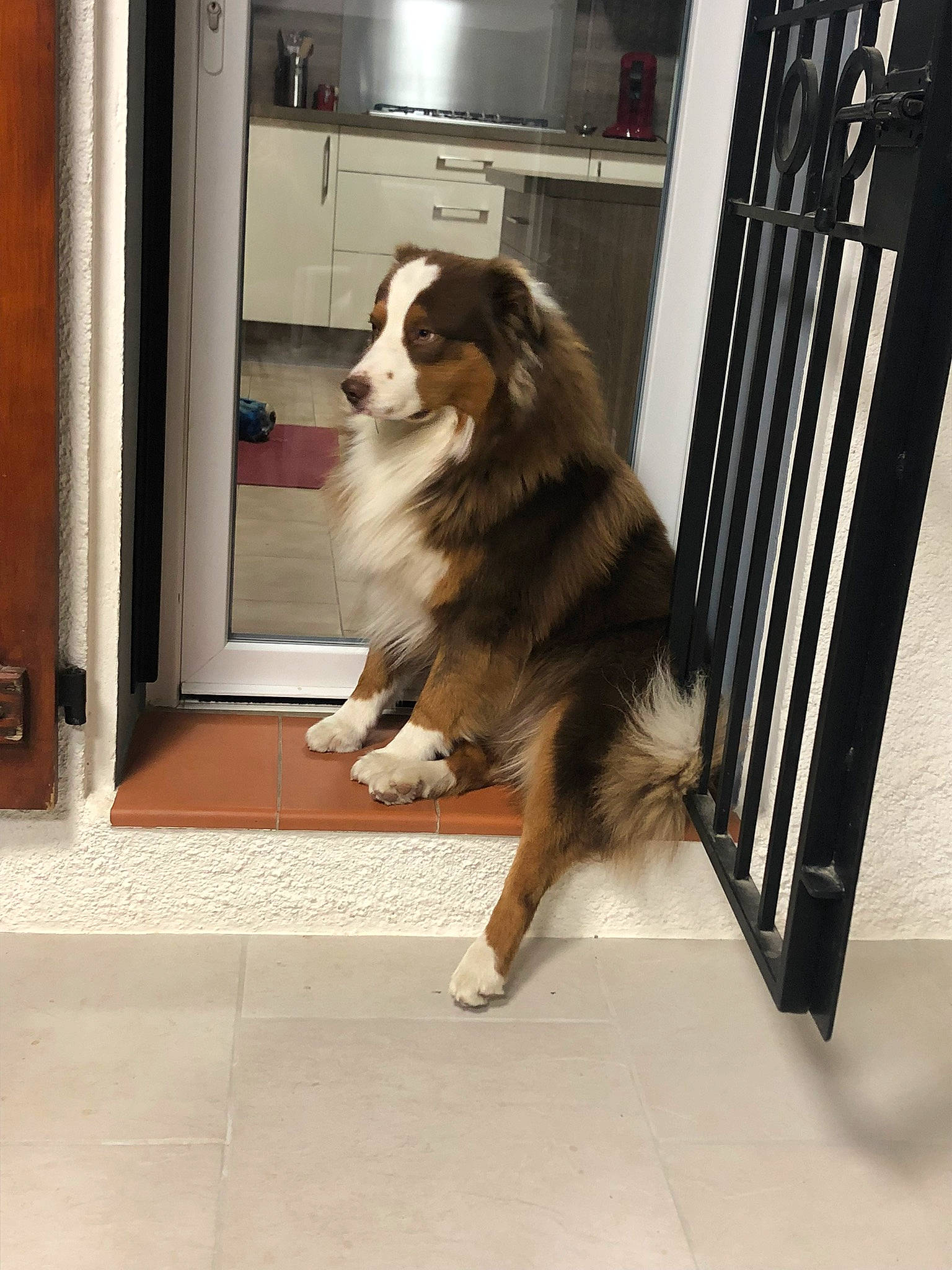 Pops a rejoint le concours — aidez-le/la à gagner de superbes lots ! ancient_dog_breeds, border_collie, canidae, carnivore, collie, companion_dog, dog, dog_breed, door, flooring, fur, herding_dog, room, rough_collie, scotch_collie, snout, sporting_group, tail, wood, working_dog