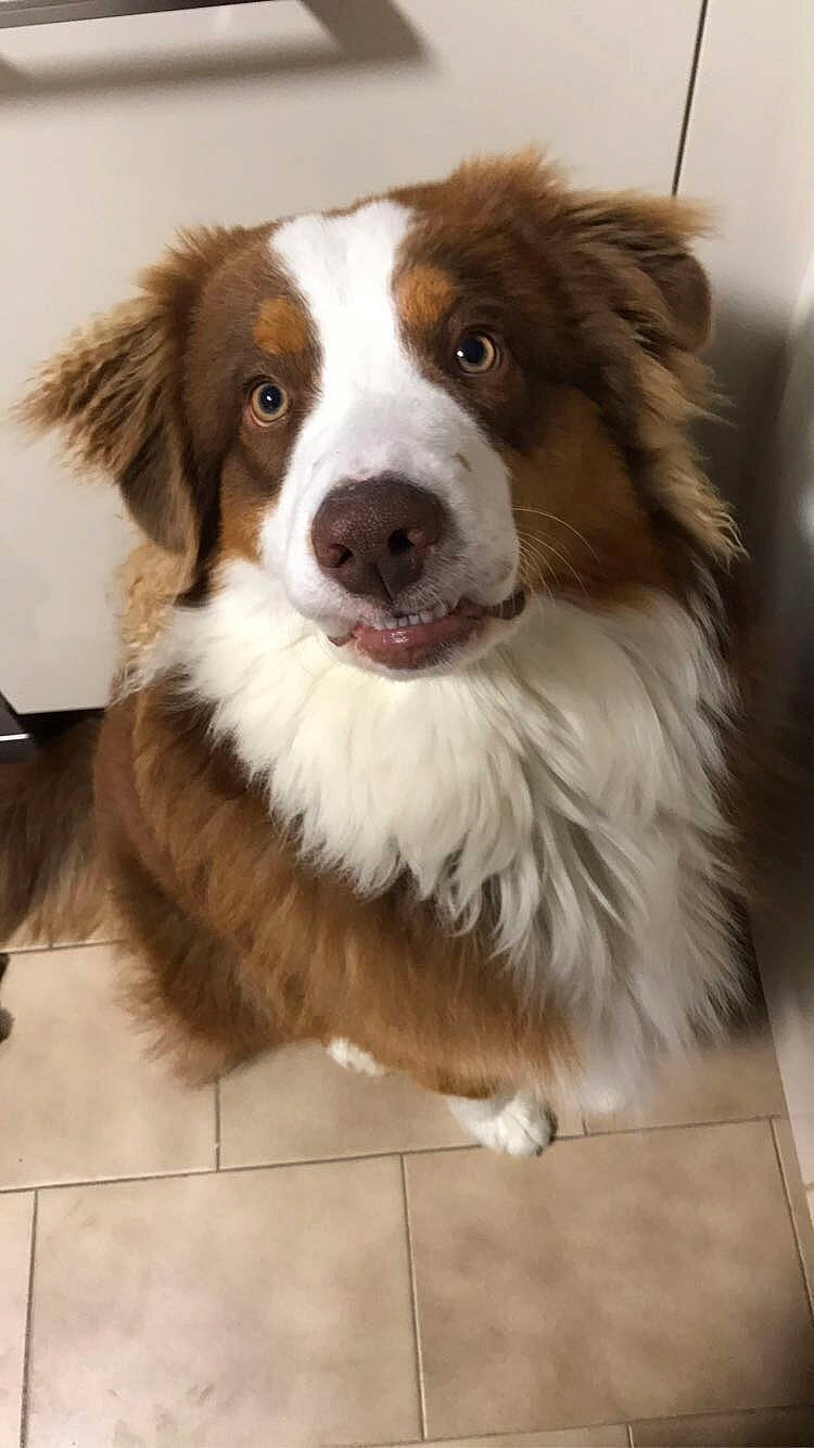 Pops participe au concours pour gagner de l'argent avec cette photo : australian_collie, australian_shepherd, border_collie, canidae, carnivore, companion_dog, dog, dog_breed, fawn, kooikerhondje, mammal, miniature_australian_shepherd, rare_breed_dog, scotch_collie, snout, sporting_group, vertebrate, welsh_sheepdog, working_dog