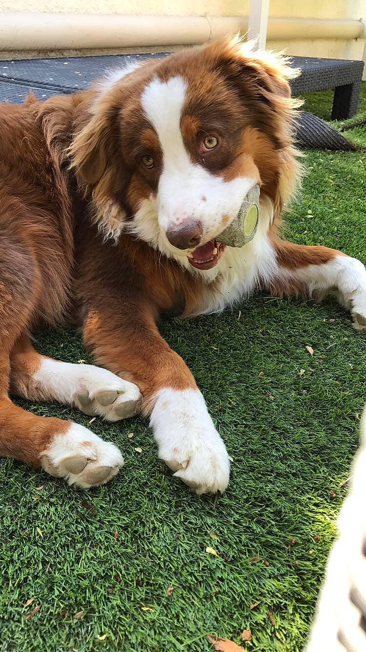 Pops participe au concours pour gagner de l'argent avec cette photo : australian_collie, australian_shepherd, bernese_mountain_dog, border_collie, canidae, carnivore, companion_dog, dog, dog_breed, english_shepherd, grass, mammal, miniature_australian_shepherd, rare_breed_dog, snout, sporting_group, vertebrate, welsh_sheepdog, working_dog