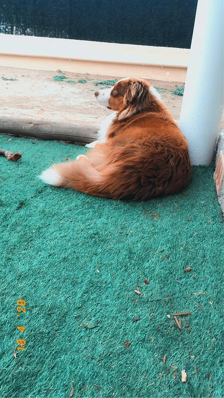 Pops participe au concours pour gagner de l'argent avec cette photo : canidae, carnivore, dog, dog_breed, fawn, floor, flooring, grass, sporting_group, wood