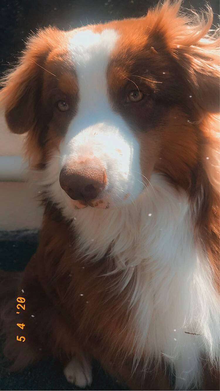 Pops a rejoint le concours — aidez-le/la à gagner de superbes lots ! australian_collie, australian_shepherd, border_collie, canidae, carnivore, companion_dog, dog, dog_breed, kooikerhondje, mammal, nose, papillon, phalene, scotch_collie, snout, spaniel, sporting_group, vertebrate, whiskers