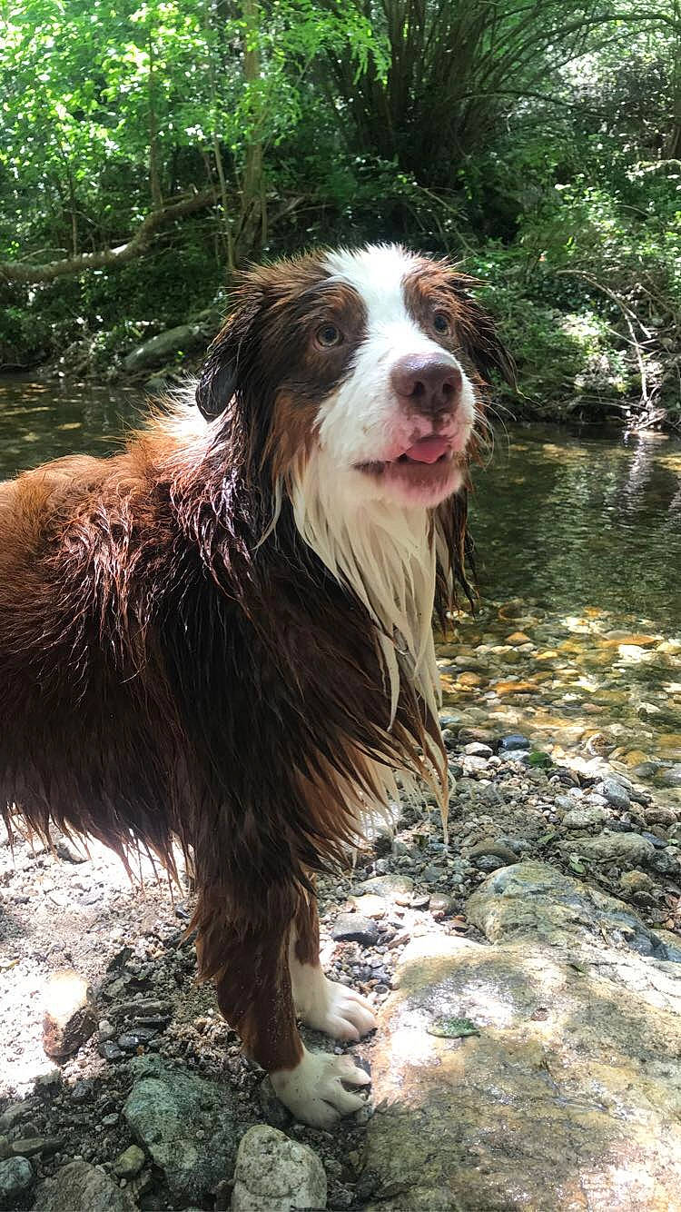 Pops a rejoint le concours — aidez-le/la à gagner de superbes lots ! australian_shepherd, border_collie, canidae, carnivore, companion_dog, dog, dog_breed, english_shepherd, herding_dog, mammal, sporting_group, vertebrate