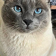 Happy participe au concours pour gagner de l'argent avec cette photo : cat, blue_eyes, close_up, fluffy, pet, feline, indoor, portrait, whiskers, cute, domestic_animal, soft_fur, sitting, gray_fur, animal, household, cozy, looking_at_camera, face, ears