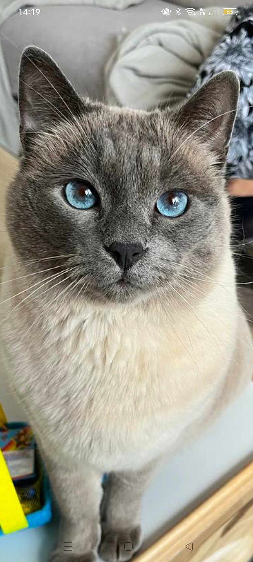 Happy participe au concours pour gagner de l'argent avec cette photo : cat, blue_eyes, close_up, fluffy, pet, feline, indoor, portrait, whiskers, cute, domestic_animal, soft_fur, sitting, gray_fur, animal, household, cozy, looking_at_camera, face, ears