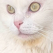 Shadow participe au concours pour gagner de l'argent avec cette photo : cat, white_cat, close_up, fluffy_fur, green_eyes, pink_nose, whiskers, pet, animal, portrait, feline, cute, domestic_cat, soft_texture, indoor, mammal, face, fur, alert, serene