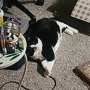 Gizmo is registered to the contest to win money with this photo: cat, black_and_white_cat, carpet, cable, table, snow_globe, indoor, pet, lying_down, paw, cozy, home, knick_knacks, floor, relaxed, feline, playful, curious, domestic, resting