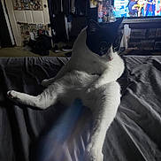 Magic is registered to the contest to win money with this photo: cat, black_and_white_cat, pet, bed, bedding, paws, whiskers, bedroom, tv_screen, screen, wardrobe, clothes, shoes, indoor, dimly_lit, relaxed, sitting, fur, nighttime, home