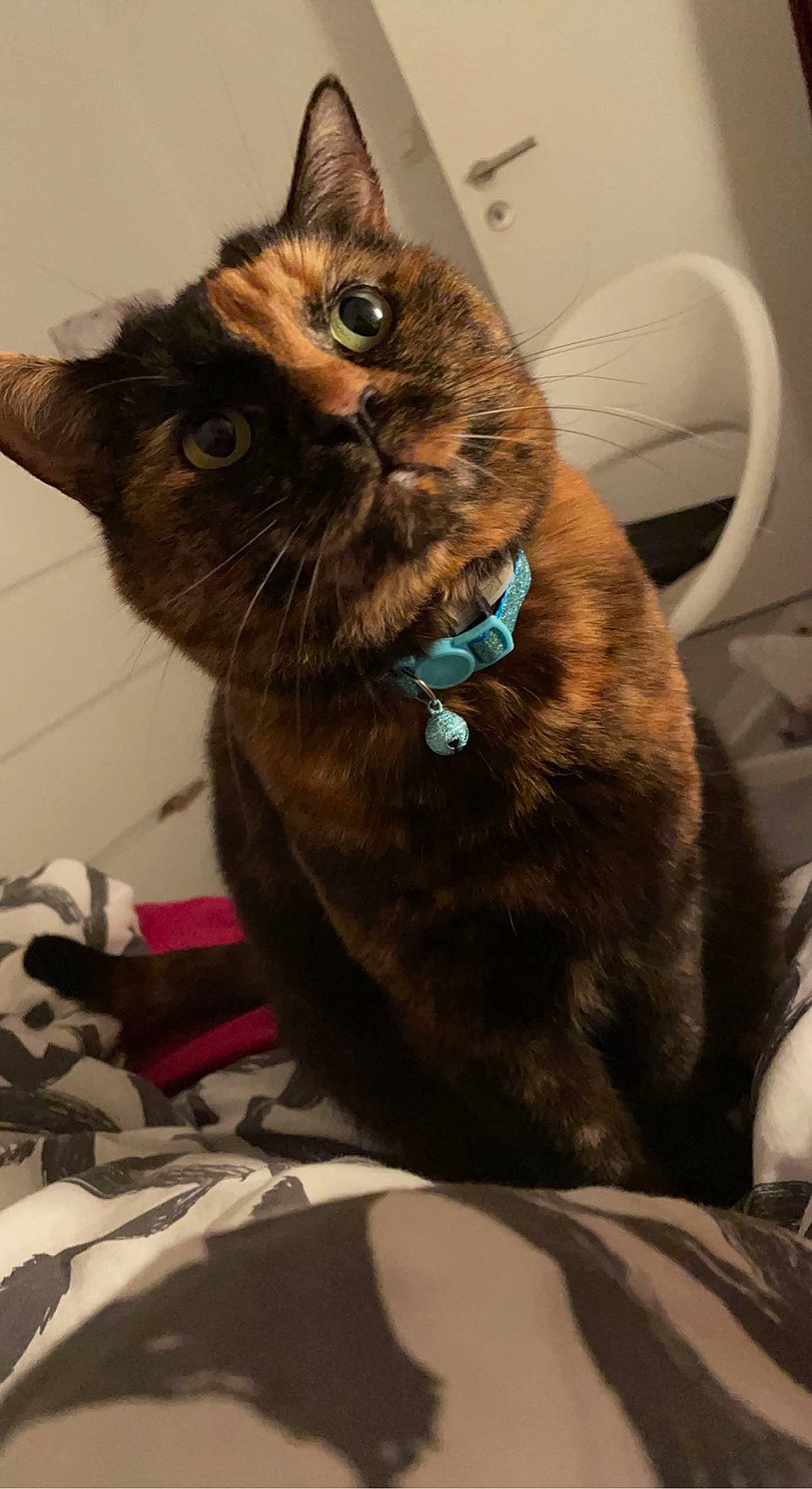 Nakka participe au concours pour gagner de l'argent avec cette photo : bag, black_cat, carnivore, cat, claw, collar, comfort, domestic_short_haired_cat, fawn, felidae, fur, liver, luggage_and_bags, small_to_medium_sized_cats, snout, tail, terrestrial_animal, whiskers