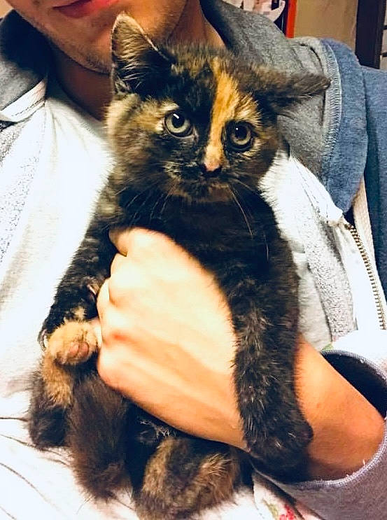 Nakka a rejoint le concours — aidez-le/la à gagner de superbes lots ! black_cat, carnivore, cat, chair, claw, comfort, domestic_short_haired_cat, fawn, felidae, formal_wear, fur, gesture, lap, nail, paw, sitting, small_to_medium_sized_cats, snout, thigh, whiskers