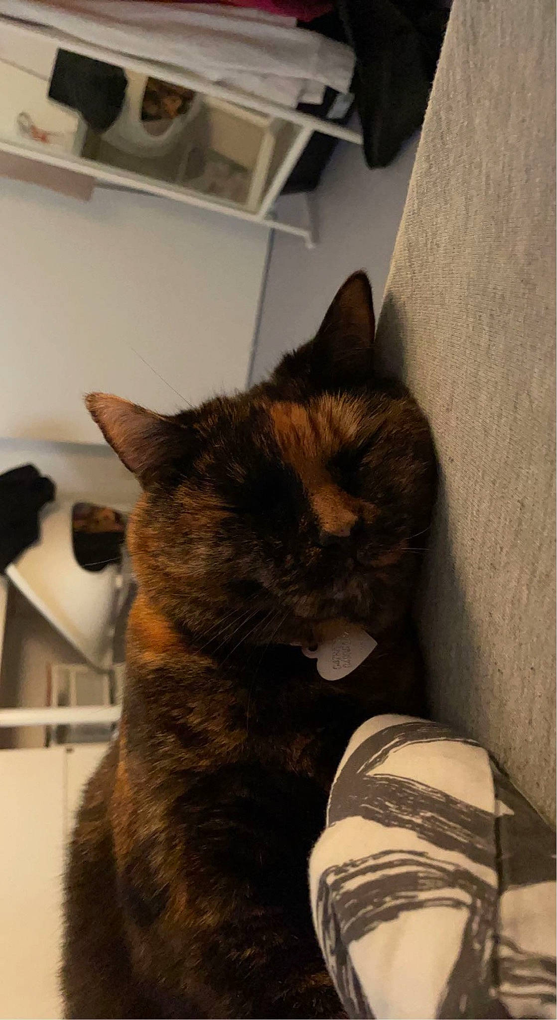 Nakka a rejoint le concours — aidez-le/la à gagner de superbes lots ! canidae, carnivore, cat, claw, comfort, domestic_short_haired_cat, ear, fawn, felidae, flooring, fur, gesture, human_leg, nap, paw, room, small_to_medium_sized_cats, snout, tail, whiskers