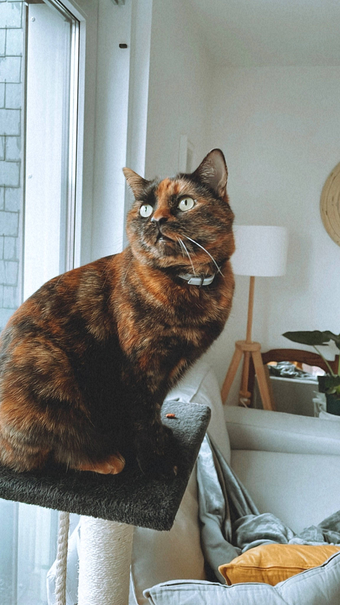 Nakka participe au concours pour gagner de l'argent avec cette photo : art, carnivore, cat, cat_supply, chair, claw, comfort, domestic_short_haired_cat, felidae, fur, grey, houseplant, plant, sitting, small_to_medium_sized_cats, snout, tail, terrestrial_animal, whiskers, window