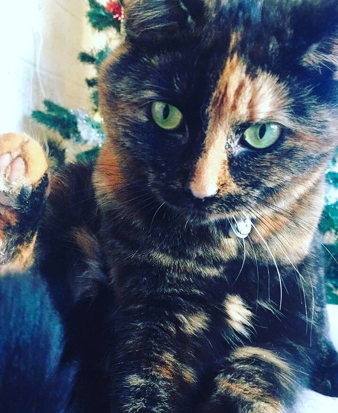 Nakka participe au concours pour gagner de l'argent avec cette photo : carnivore, cat, claw, domestic_short_haired_cat, electric_blue, eye, felidae, fur, grass, hair, iris, meteorological_phenomenon, plant, small_to_medium_sized_cats, snout, tail, tints_and_shades, tree, whiskers, window