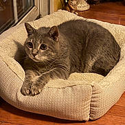 Peewee is registered to the contest to win money with this photo: alert, animal, cat, comfortable, cozy, cute, domestic_cat, ears, feline, fur, gray_cat, home, indoor, paws, pet_bed, plush, relaxing, resting, whiskers, wooden_floor