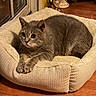 cat, gray_cat, pet_bed, cozy, indoor, wooden_floor, plush, feline, resting, alert, domestic_cat, fur, whiskers, ears, paws, cute, animal, comfortable, home, relaxing