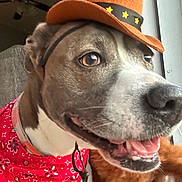 Remy joined the competition — help win amazing prizes! dog, cowboy_hat, bandana, pet, close_up, indoor, window, smiling, brown, white, fur, collar, animal, companion, cute, friendly, domestic, happy, portrait, accessory