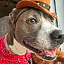 dog, cowboy_hat, bandana, pet, close_up, indoor, window, smiling, brown, white, fur, collar, animal, companion, cute, friendly, domestic, happy, portrait, accessory