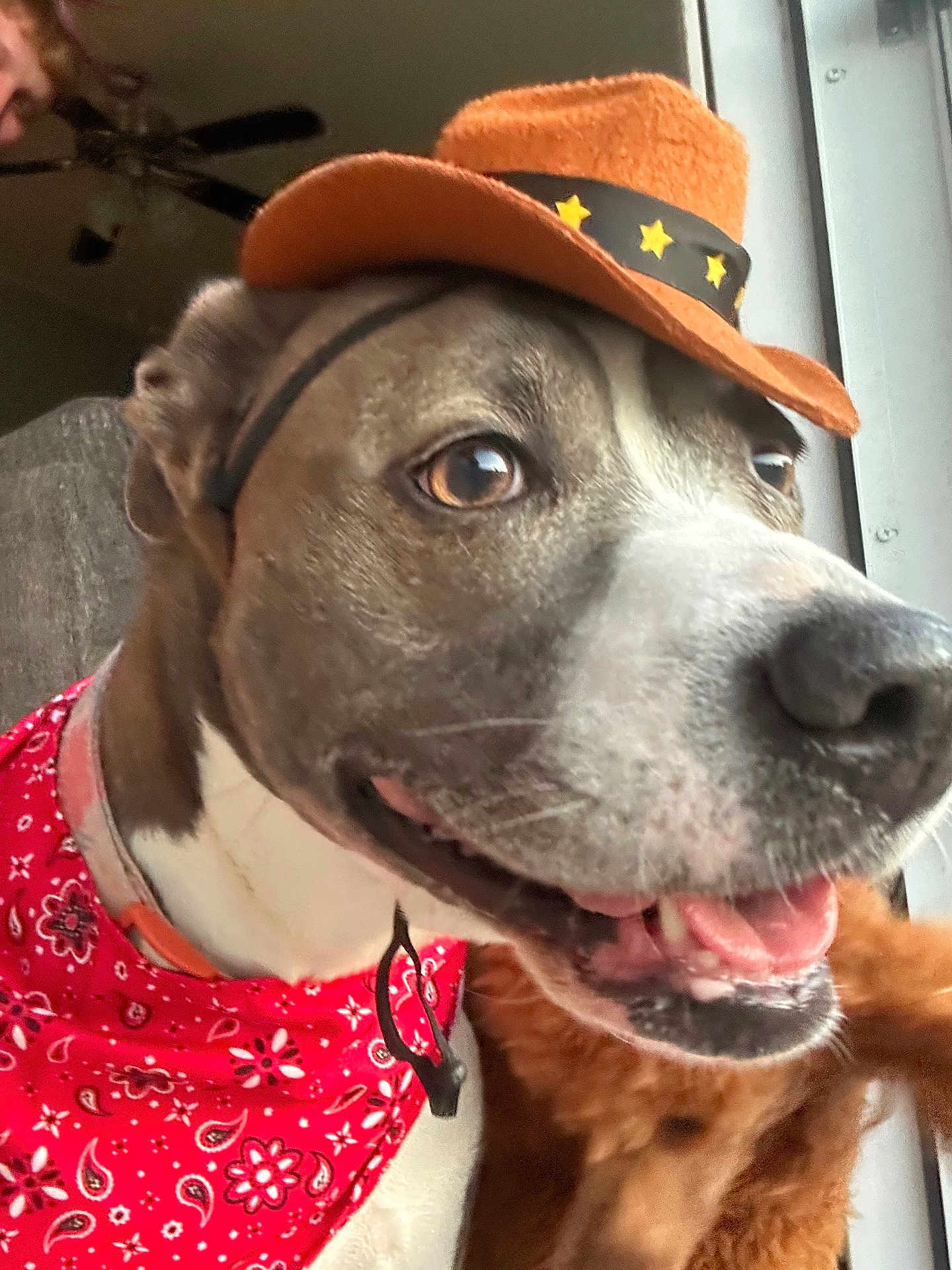 Remy joined the competition — help win amazing prizes! dog, cowboy_hat, bandana, pet, close_up, indoor, window, smiling, brown, white, fur, collar, animal, companion, cute, friendly, domestic, happy, portrait, accessory