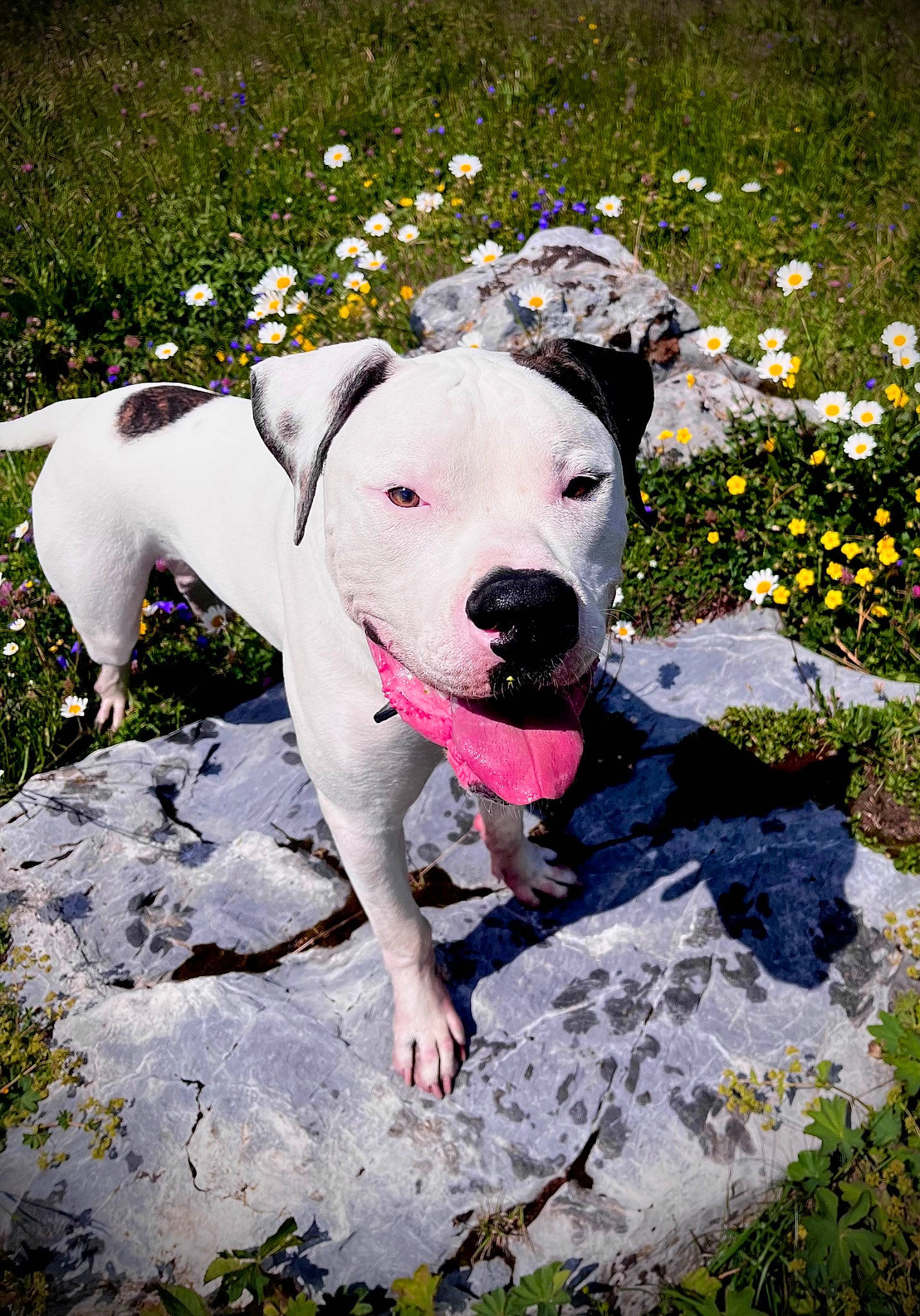 Ferdinand participe au concours pour gagner de l'argent avec cette photo : adventure, ball, canidae, carnivore, collar, companion_dog, dog, dog_breed, dog_collar, dog_supply, fawn, flower, grass, non_sporting_group, plant, rock, snout, sporting_group, working_animal, working_dog