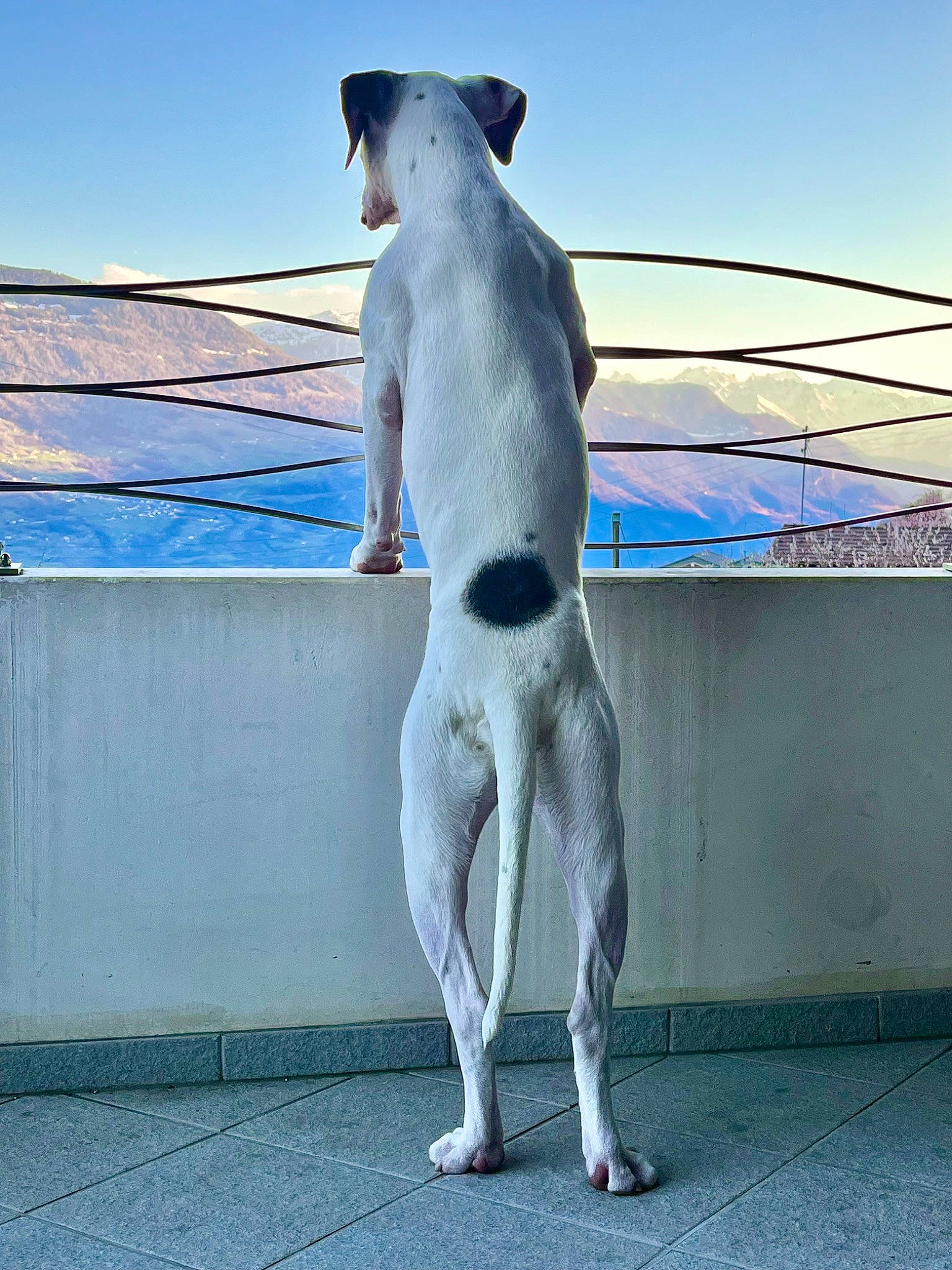 Ferdinand a rejoint le concours — aidez-le/la à gagner de superbes lots ! balance, canidae, carnivore, collar, companion_dog, composite_material, dog, dog_breed, dog_collar, fawn, human_leg, knee, non_sporting_group, pet_supply, sky, snout, sporting_group, tail, working_animal