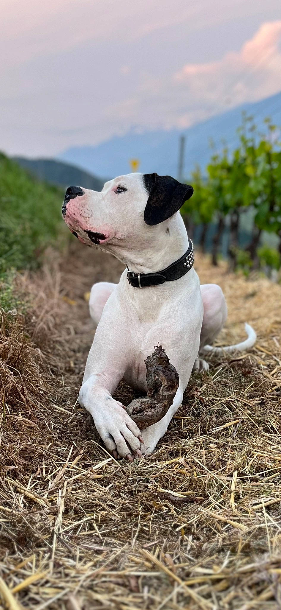 Ferdinand participe au concours pour gagner de l'argent avec cette photo : canidae, carnivore, cloud, collar, companion_dog, dog, dog_breed, dog_collar, fawn, grass, non_sporting_group, pet_supply, plant, sky, snout, soil, sporting_group, terrestrial_animal, tree, working_animal