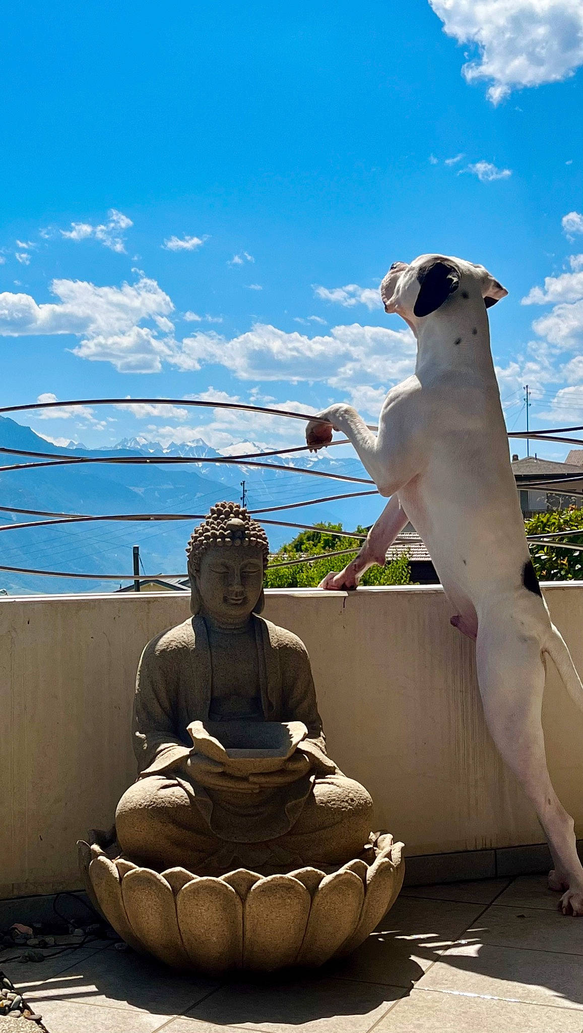 Ferdinand participe au concours pour gagner de l'argent avec cette photo : art, artifact, carnivore, chest, cloud, companion_dog, dog, dog_breed, fawn, landmark, leisure, monument, morning, plant, sculpture, sky, standing, statue, temple, trunk