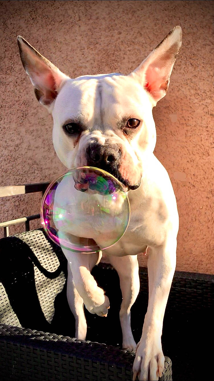 Kayla participe au concours pour gagner de l'argent avec cette photo : bulldog, canidae, carnivore, collar, companion_dog, dog, dog_breed, dog_collar, ear, fawn, mammal, pink, snout, sporting_group, terrestrial_animal, toy_dog, vertebrate, whiskers, working_animal, wrinkle