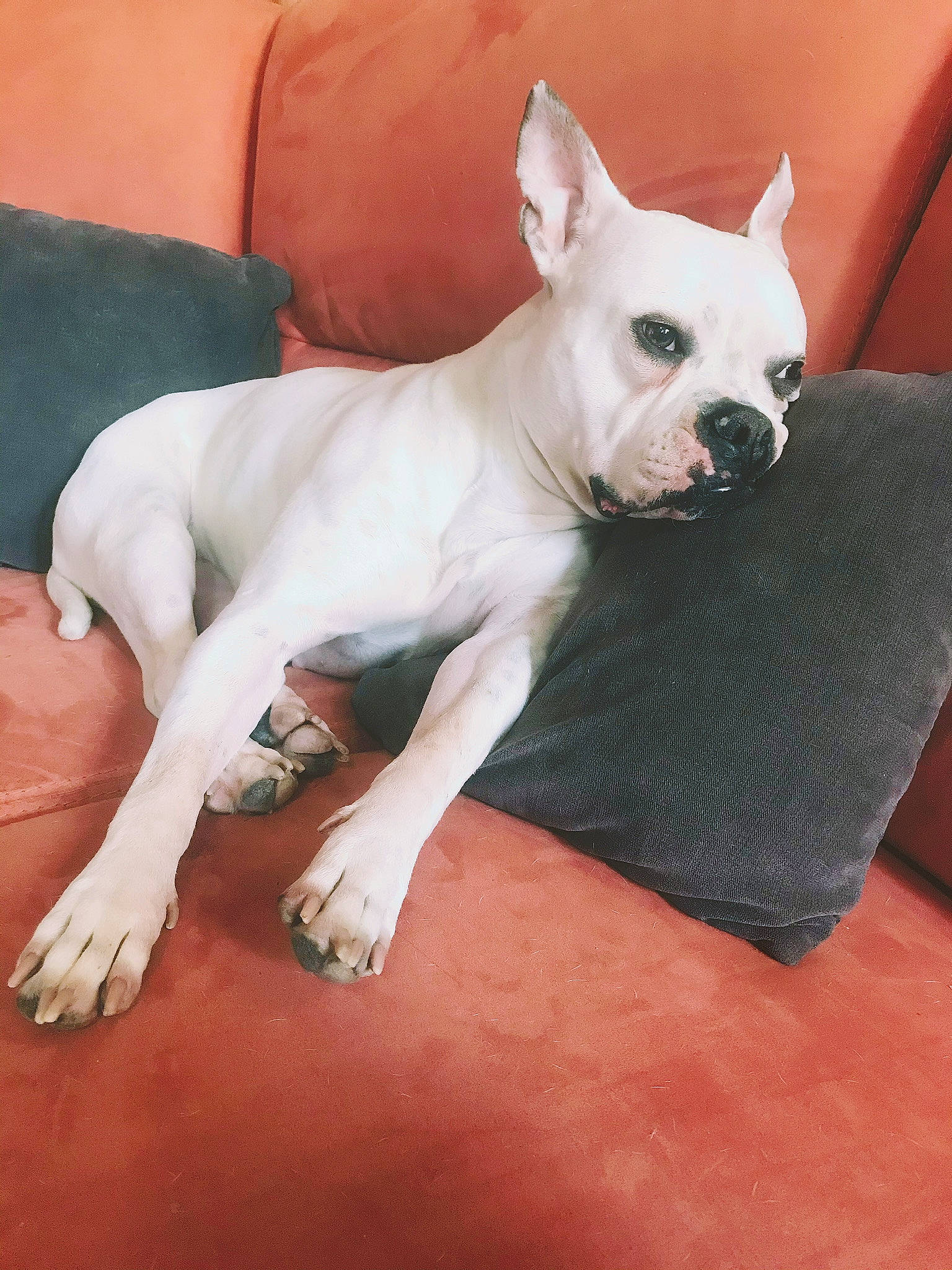 Kayla participe au concours pour gagner de l'argent avec cette photo : ancient_dog_breeds, canidae, carnivore, collar, companion_dog, dog, dog_breed, ear, fawn, molosser, non_sporting_group, sleeper_chair, snout, sporting_group, tail, terrestrial_animal, toy_dog, whiskers, working_animal