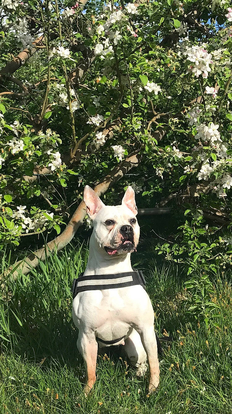 Kayla participe au concours pour gagner de l'argent avec cette photo : bulldog, canidae, carnivore, companion_dog, dog, dog_breed, fawn, grass, non_sporting_group, plant, shrub, sporting_group, tail, terrestrial_animal, terrestrial_plant, terrier, toy_dog, tree, working_animal