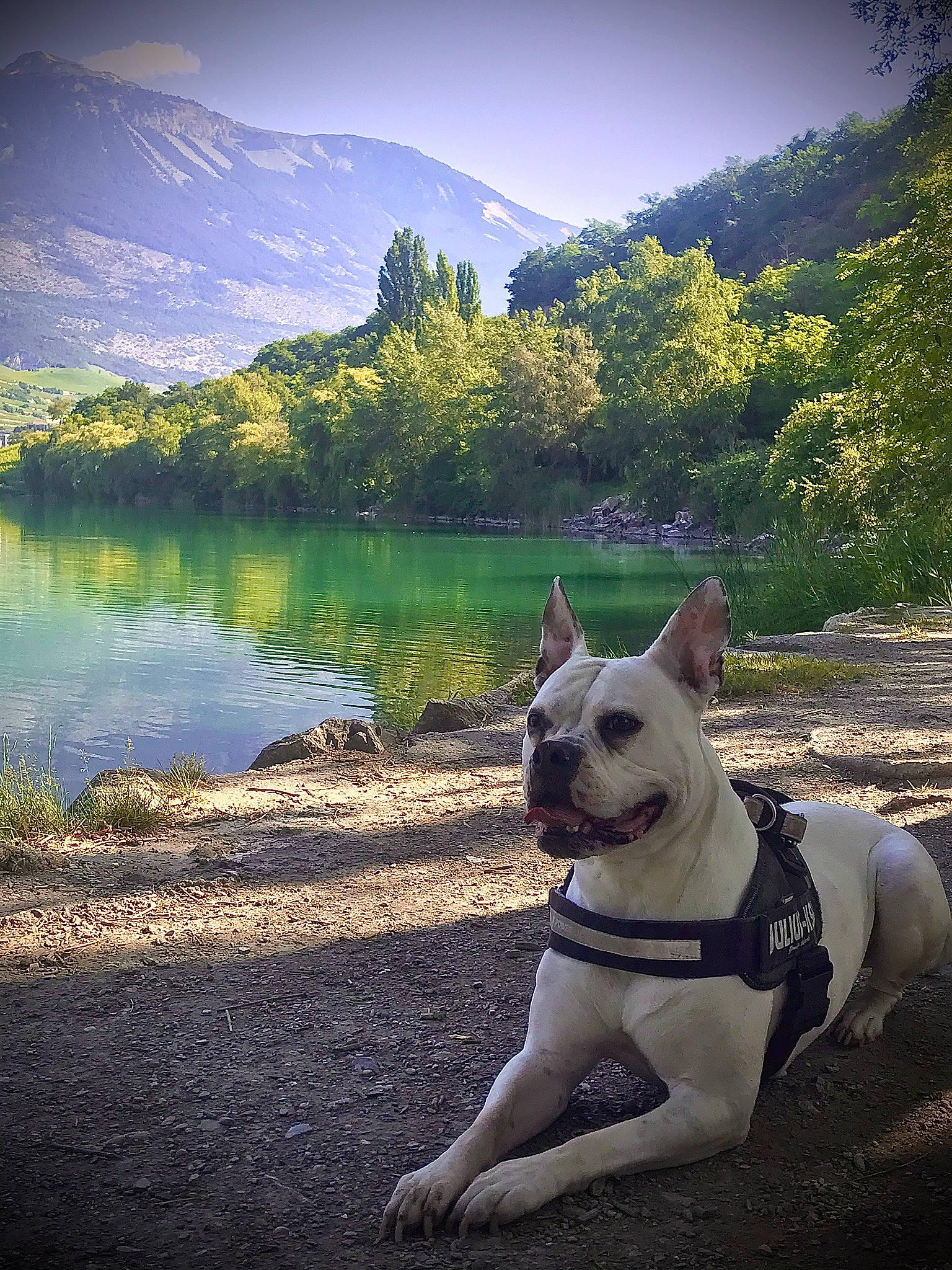 Kayla a rejoint le concours — aidez-le/la à gagner de superbes lots ! carnivore, collar, companion_dog, dog, dog_breed, dog_collar, fawn, grass, happy, lake, landscape, leash, light, mountain, natural_landscape, plant, sky, tree, water, working_animal