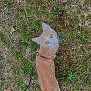 Arlo a rejoint le concours — aidez-le/la à gagner de superbes lots ! cat, orange_cat, white_cat, grass, moss, leash, harness, outdoor, pet, animal, nature, curious, looking_up, fur, whiskers, ears, eyes, ground, greenery, daylight