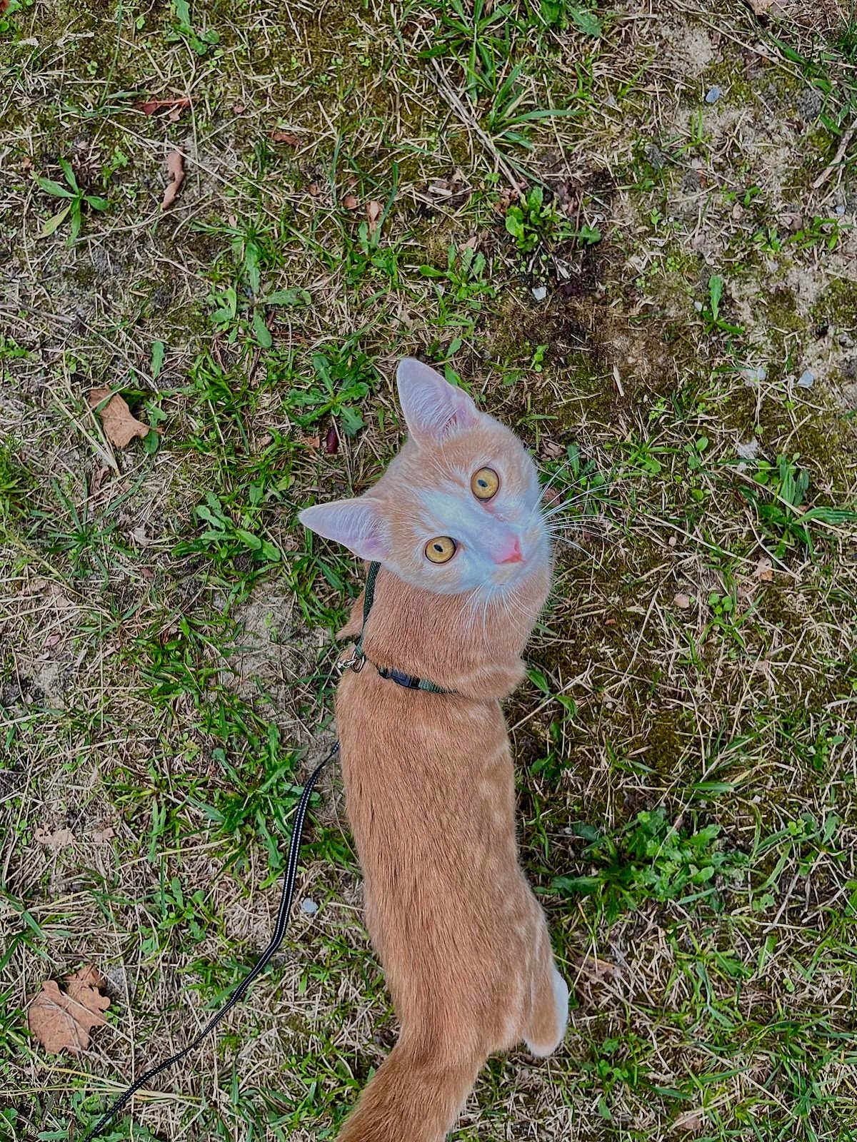Arlo a rejoint le concours — aidez-le/la à gagner de superbes lots ! cat, orange_cat, white_cat, grass, moss, leash, harness, outdoor, pet, animal, nature, curious, looking_up, fur, whiskers, ears, eyes, ground, greenery, daylight