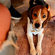 Molly a rejoint le concours — aidez-le/la à gagner de superbes lots ! dog, beagle, pet, indoor, carpet, laying_down, brown, white, black, animal, collar, canine, looking_up, floor, human_leg, shoe, paw, fur, cute, companion