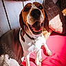 dog, beagle, pet, smiling, tongue_out, indoor, cushion, pillow, sunlight, happy, animal, brown_white, collar, sitting, closeup, cute, friendly, canine, fur, portrait