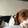 Molly participe au concours pour gagner de l'argent avec cette photo : dog, tricolor, pet, lying_down, close_up, indoor, brown, white, black, fur, animal, canine, portrait, resting, looking_up, whiskers, ears, nosed, cute, domestic