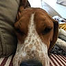 Molly participe au concours pour gagner de l'argent avec cette photo : dog, close_up, sleepy, resting, nose, brown_and_white, striped_surface, pillow, indoor, pet, relaxation, fur, whiskers, snout, canine, home, cozy, laying_down, animal, portrait