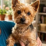 dog, small_dog, pet, animal, fur, ears, eyes, face, portrait, indoors, person, hand, holding, blue_shirt, blurred_background, plant, bookshelf, cozy, cute, companion