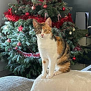 Nala participe au concours pour gagner de l'argent avec cette photo : cat, kitten, calico, christmas_tree, ornament, tinsel, candy_cane, sofa, blanket, indoor, pet, sitting, portrait, festive, decoration, cozy, paws, whiskers, home_interior, furniture